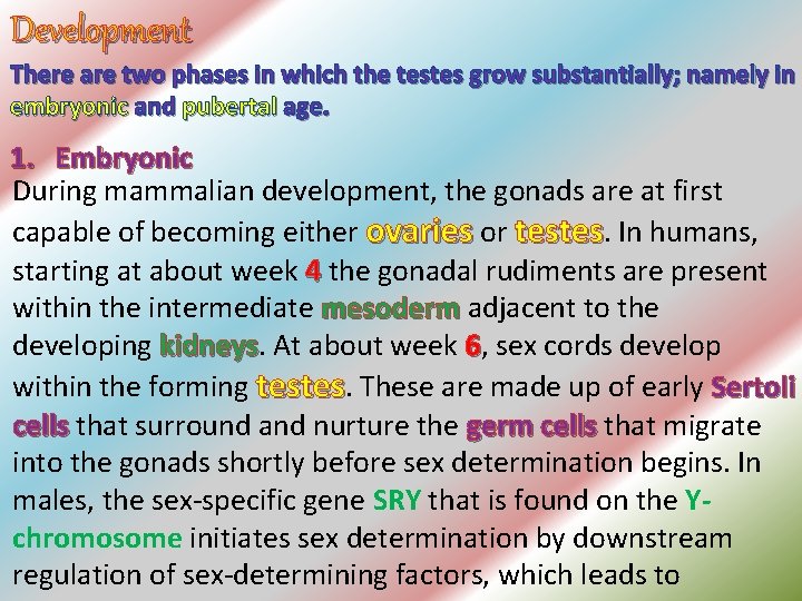 Development There are two phases in which the testes grow substantially; namely in embryonic Development There are two phases in which the testes grow substantially; namely in embryonic