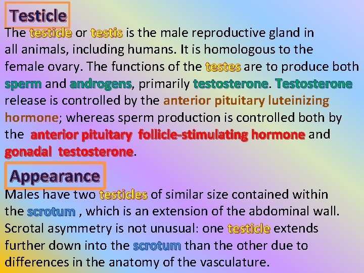 Testicle The testicle or testicle testis is the male reproductive gland in testis all