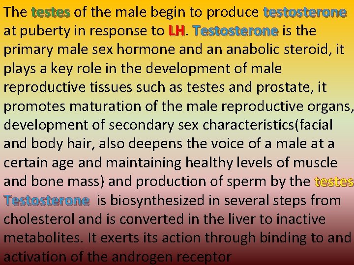 The testes of the male begin to produce testosterone at puberty in response to