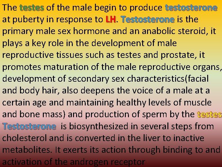 The testes of the male begin to produce testosterone at puberty in response to The testes of the male begin to produce testosterone at puberty in response to