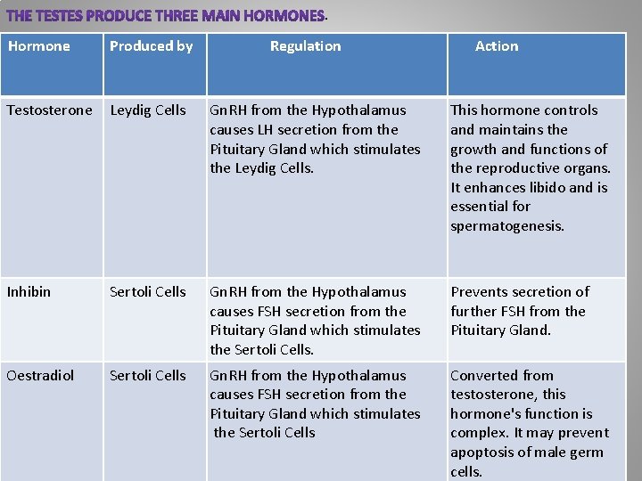 . Hormone Produced by Regulation Action Testosterone Leydig Cells Gn. RH from the Hypothalamus . Hormone Produced by Regulation Action Testosterone Leydig Cells Gn. RH from the Hypothalamus
