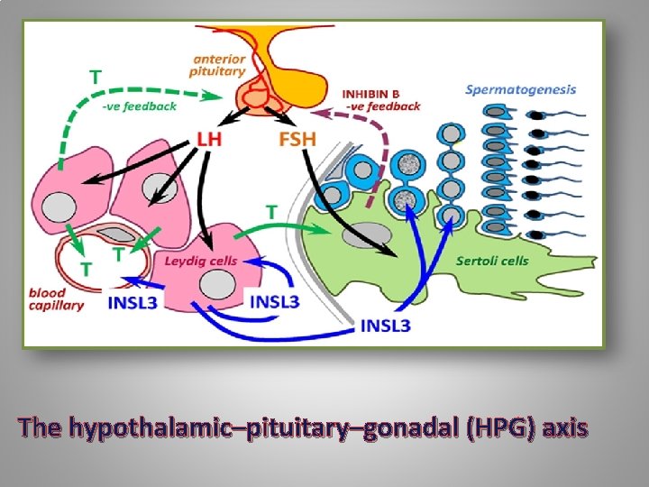 The hypothalamic–pituitary–gonadal (HPG) axis 