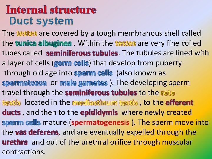 Internal structure Duct system The testes are covered by a tough membranous shell called