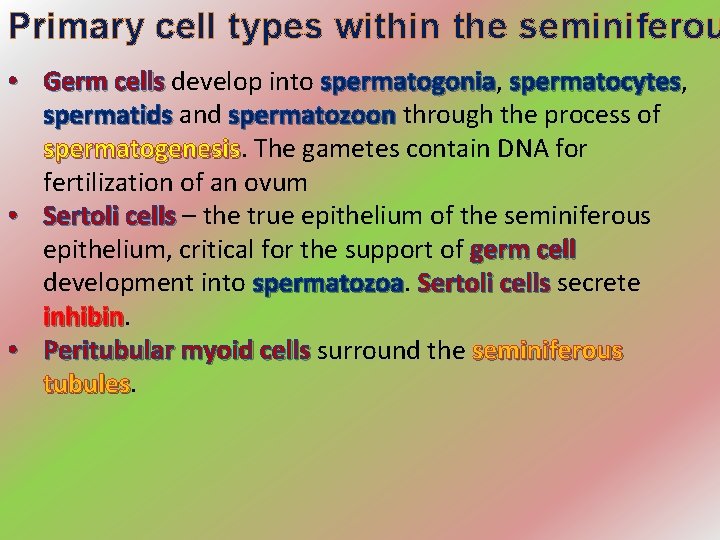 Primary cell types within the seminiferou • Germ cells develop into spermatogonia, Germ cells
