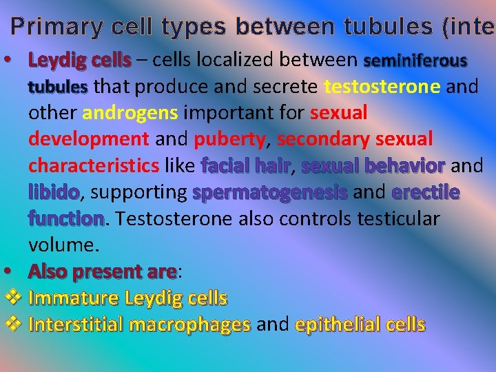 Primary cell types between tubules (inter • Leydig cells – cells localized between seminiferous Primary cell types between tubules (inter • Leydig cells – cells localized between seminiferous