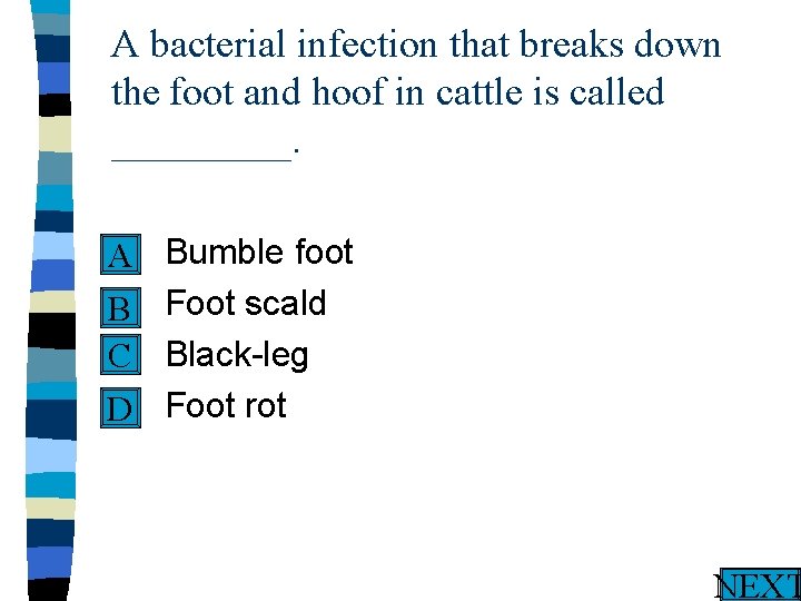 A bacterial infection that breaks down the foot and hoof in cattle is called