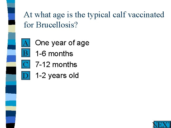 At what age is the typical calf vaccinated for Brucellosis? n One year of