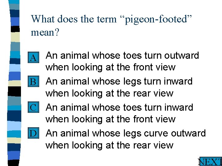 What does the term “pigeon-footed” mean? n An animal whose toes turn outward A