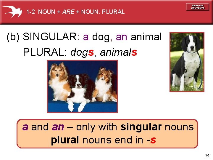 1 -2 NOUN + ARE + NOUN: PLURAL (b) SINGULAR: a dog, an animal