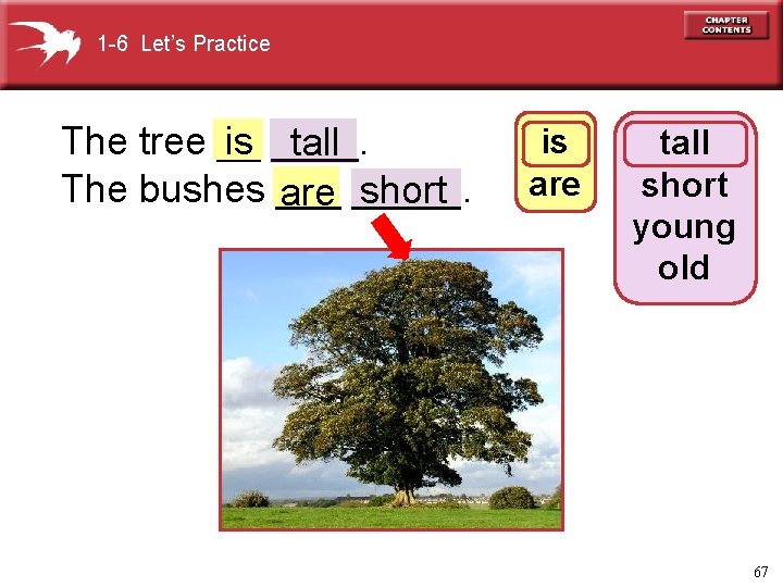 1 -6 Let’s Practice is ____. The tree __ tall The bushes ___ short