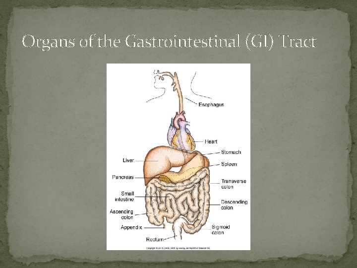 Organs of the Gastrointestinal (GI) Tract Organs of the Gastrointestinal (GI) Tract
