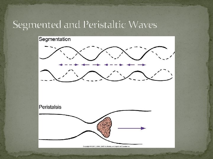 Segmented and Peristaltic Waves 