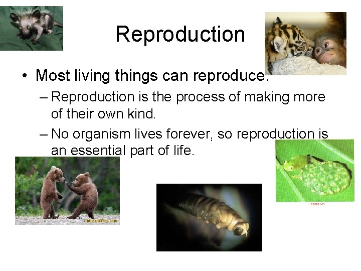 Reproduction • Most living things can reproduce. – Reproduction is the process of making