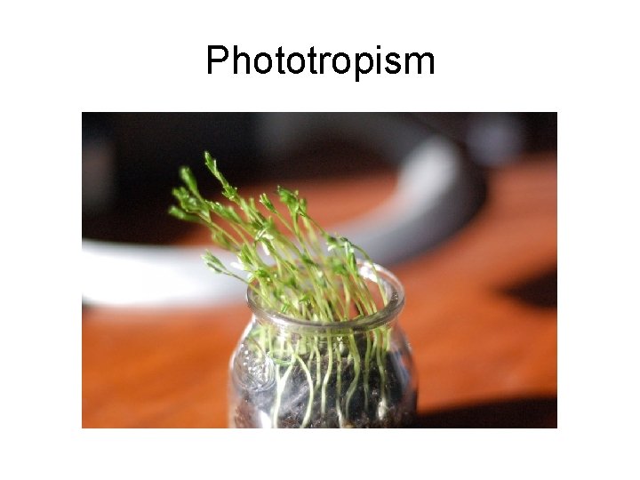 Phototropism 