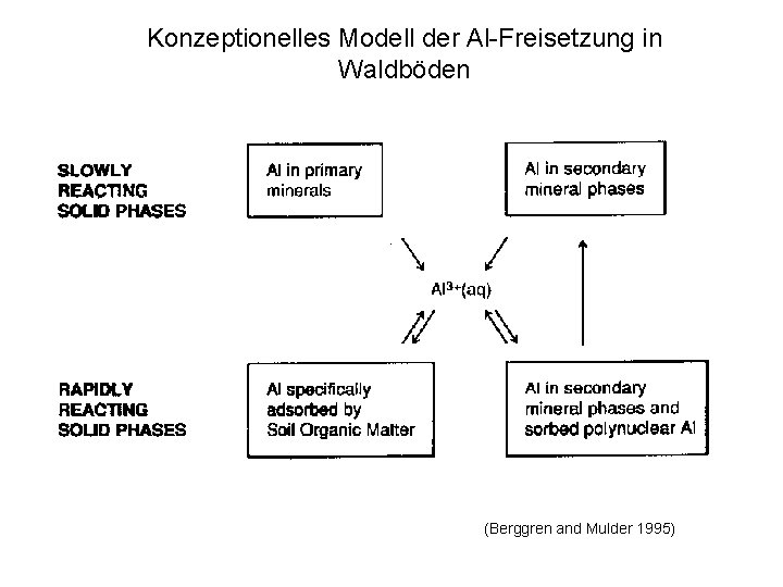 Konzeptionelles Modell der Al-Freisetzung in Waldböden (Berggren and Mulder 1995) 
