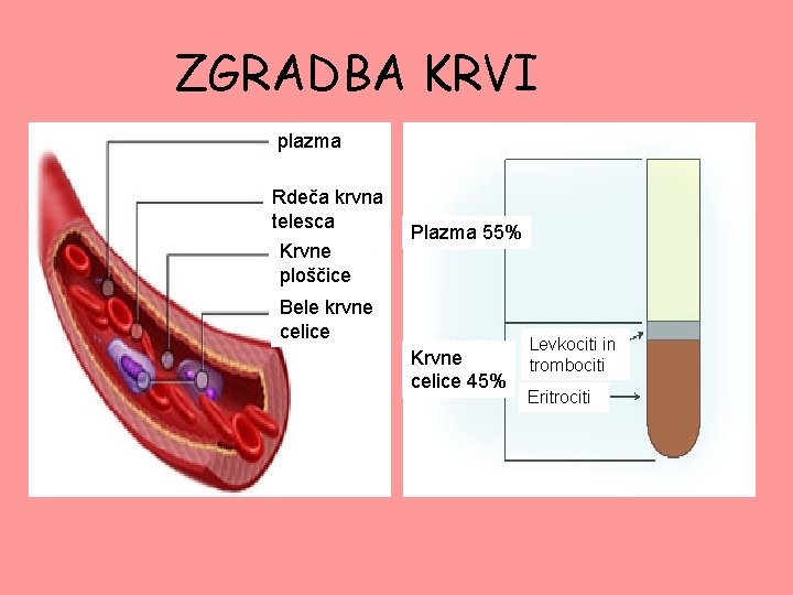 ZGRADBA KRVI plazma Rdeča krvna telesca Krvne ploščice Plazma 55% Bele krvne celice Krvne