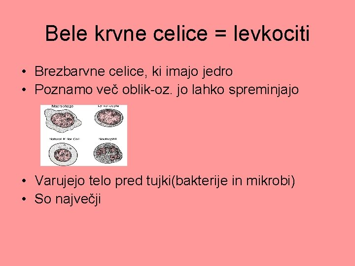 Bele krvne celice = levkociti • Brezbarvne celice, ki imajo jedro • Poznamo več