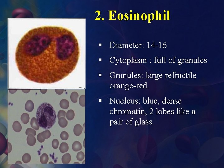 2. Eosinophil § Diameter: 14 -16 § Cytoplasm : full of granules § Granules: