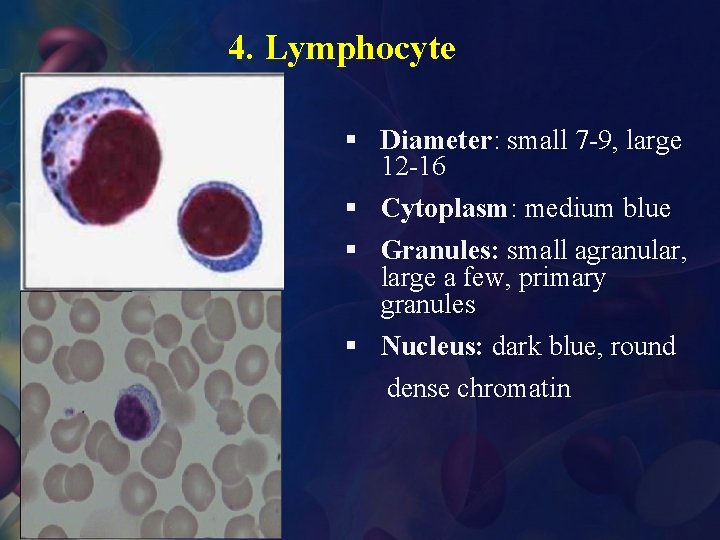 4. Lymphocyte § Diameter: small 7 -9, large 12 -16 § Cytoplasm: medium blue