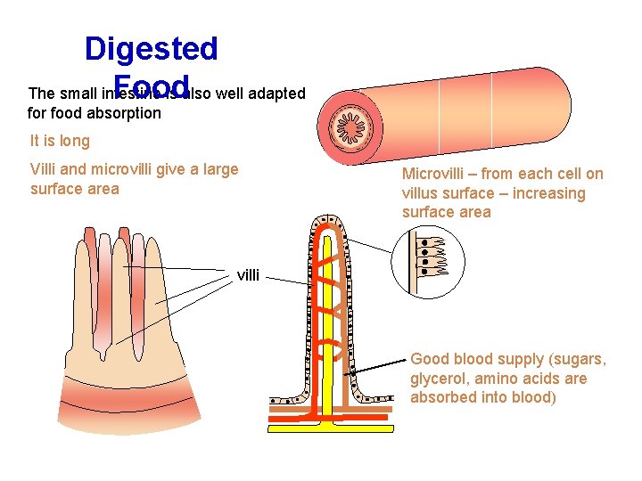 Digested Food The small intestine is also well adapted for food absorption It is