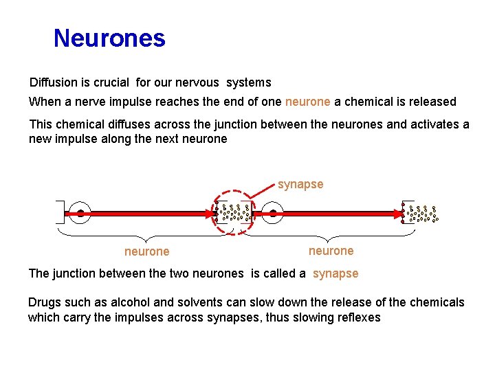 Neurones Diffusion is crucial for our nervous systems When a nerve impulse reaches the