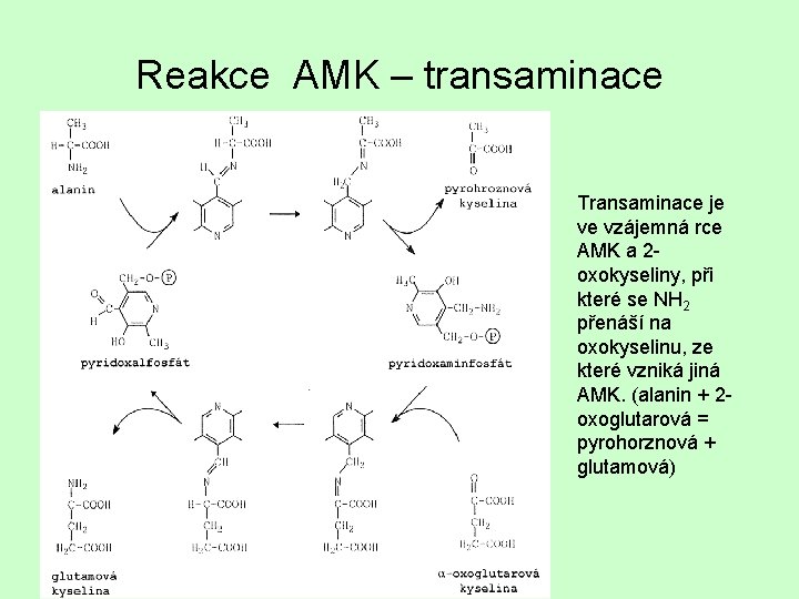 Reakce AMK – transaminace Transaminace je ve vzájemná rce AMK a 2 oxokyseliny, při