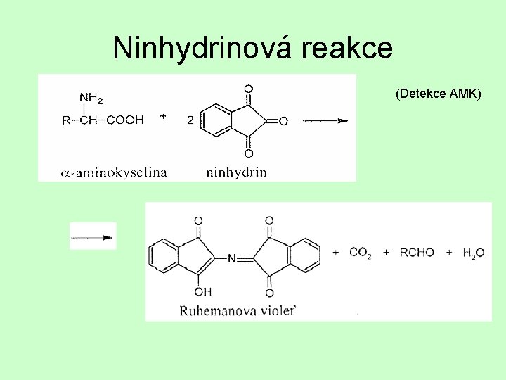 Ninhydrinová reakce (Detekce AMK) 