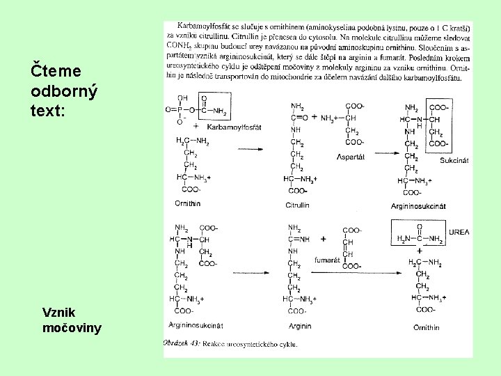 Čteme odborný text: Vznik močoviny 