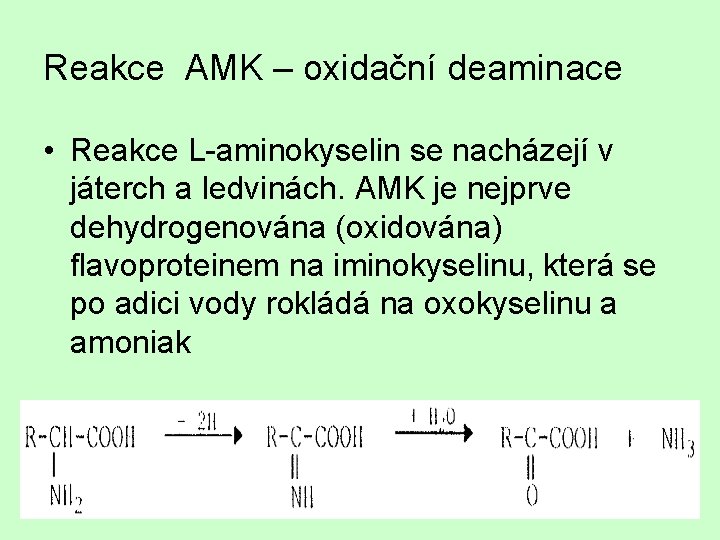 Reakce AMK – oxidační deaminace • Reakce L-aminokyselin se nacházejí v játerch a ledvinách.