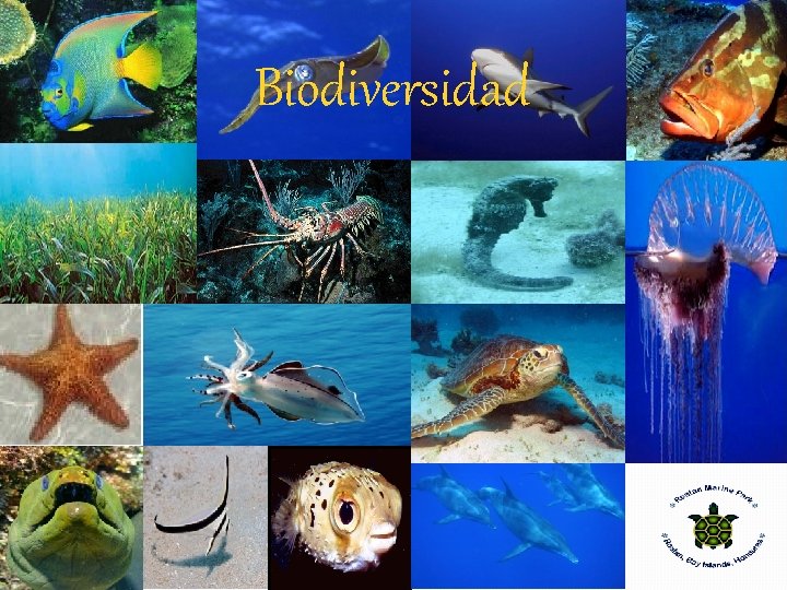 Biodiversidad 