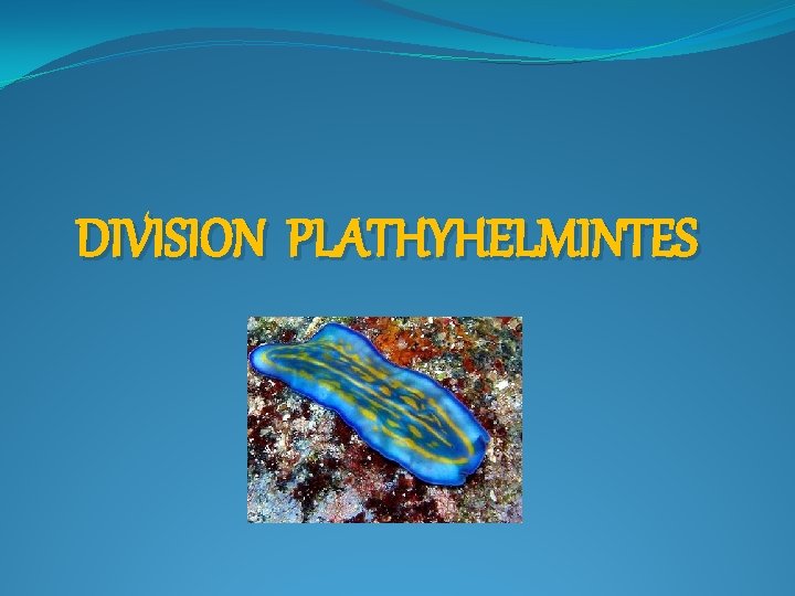 DIVISION PLATHYHELMINTES 