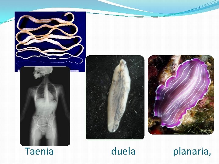 Taenia duela planaria, 