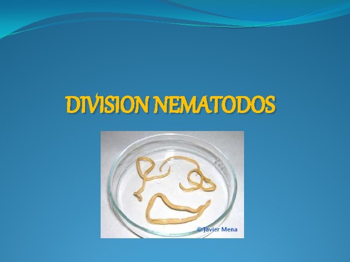 DIVISION NEMATODOS 