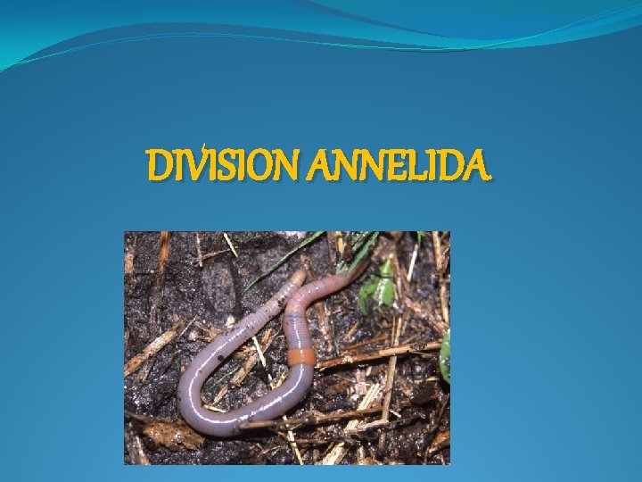 DIVISION ANNELIDA 