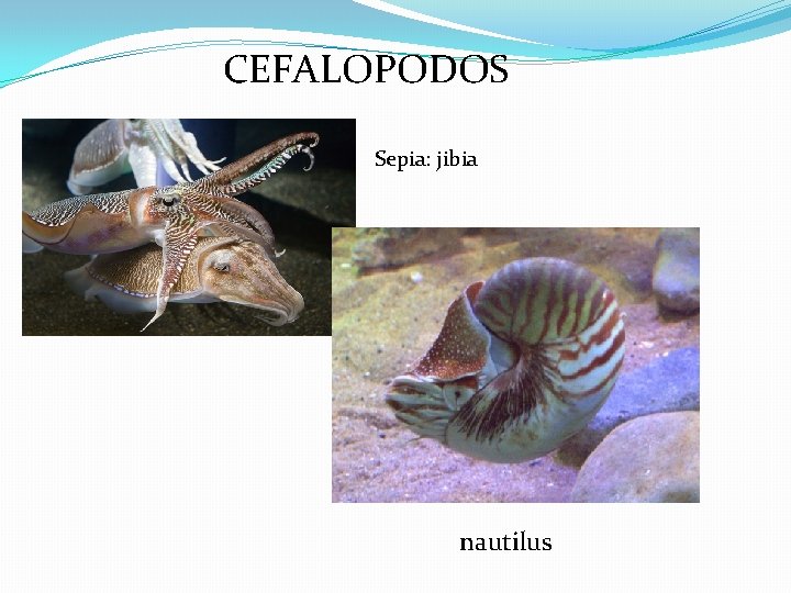 CEFALOPODOS Sepia: jibia nautilus 