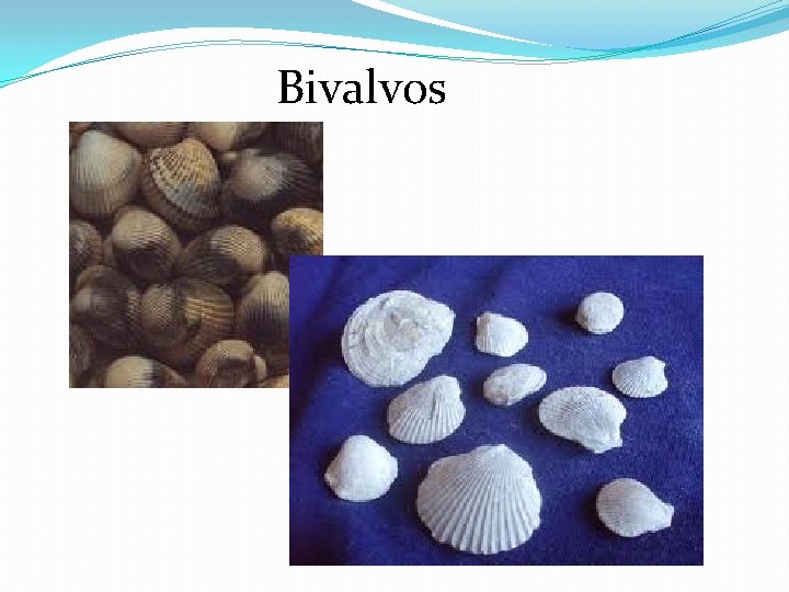 Bivalvos 