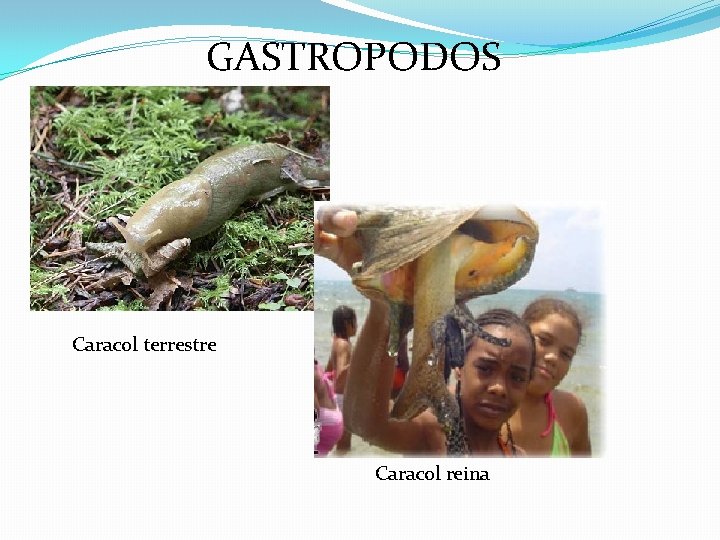 GASTROPODOS Caracol terrestre Caracol reina 