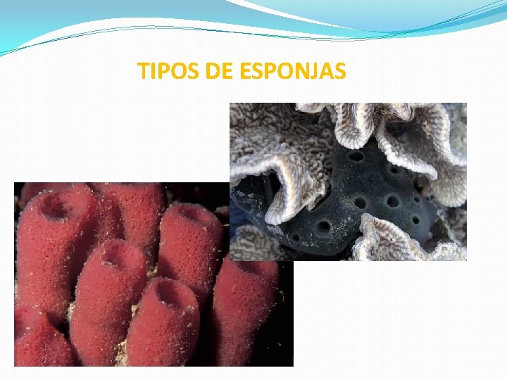 TIPOS DE ESPONJAS 