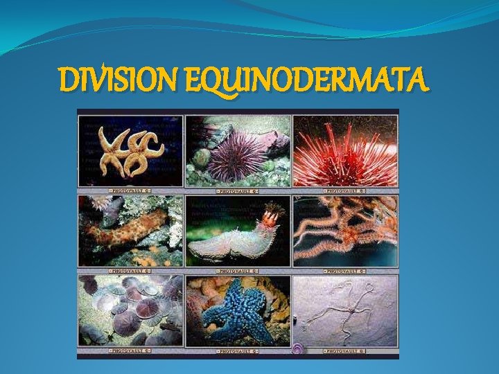 DIVISION EQUINODERMATA 