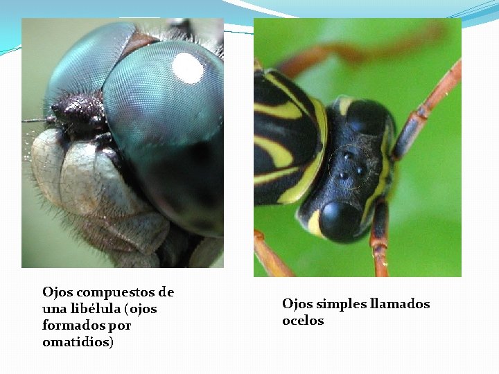 Ojos compuestos de una libélula (ojos formados por omatidios) Ojos simples llamados ocelos 