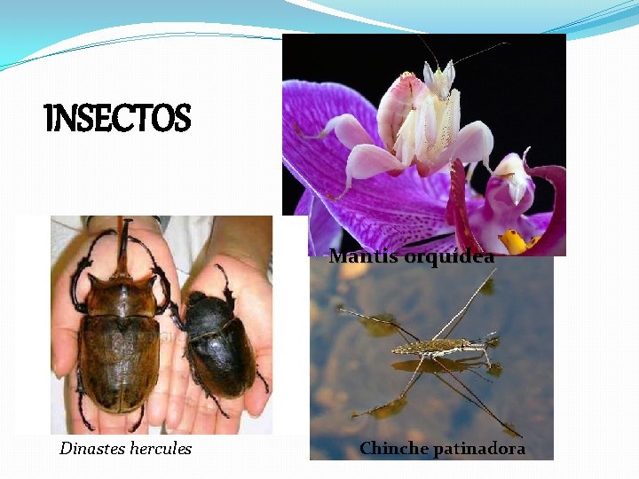 INSECTOS Mantis orquídea Dinastes hercules Chinche patinadora 