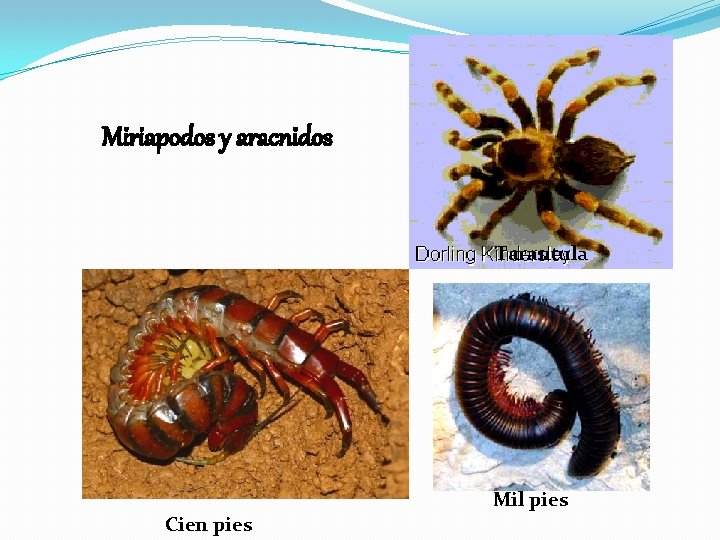 Miriapodos y aracnidos Tarantula Mil pies Cien pies 