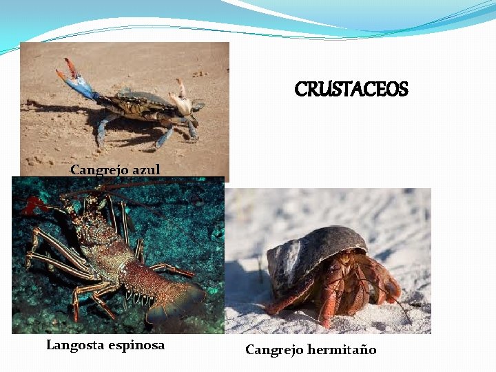 CRUSTACEOS Cangrejo azul Langosta espinosa Cangrejo hermitaño 