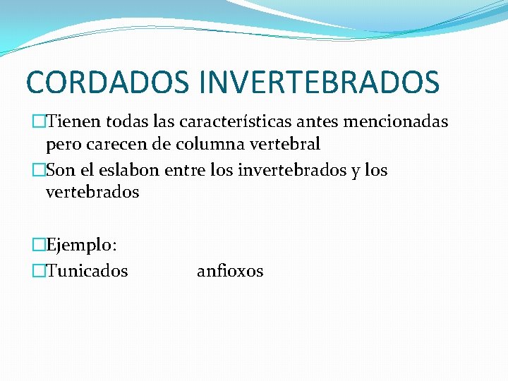 CORDADOS INVERTEBRADOS �Tienen todas las características antes mencionadas pero carecen de columna vertebral �Son