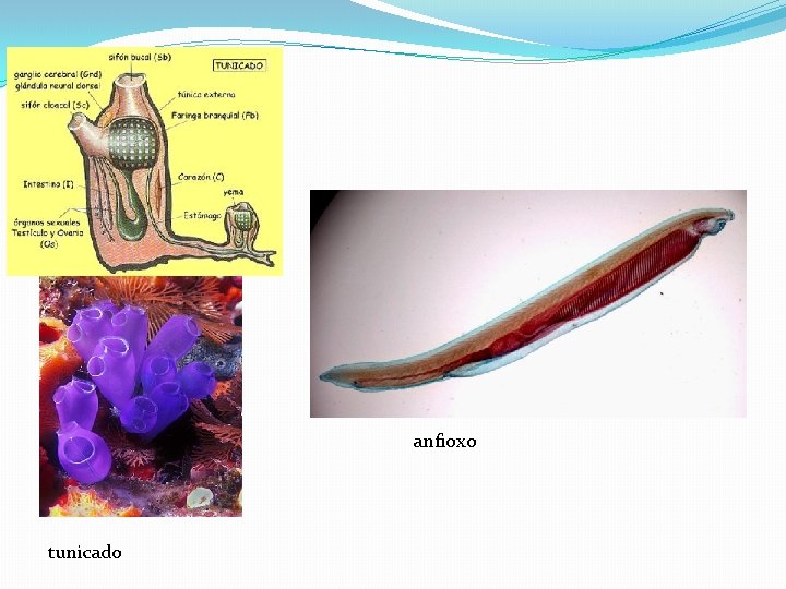 anfioxo tunicado 