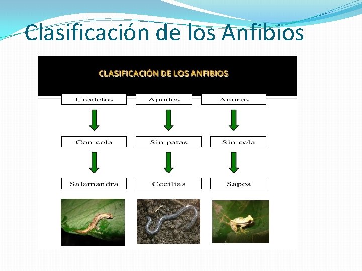 Clasificación de los Anfibios 