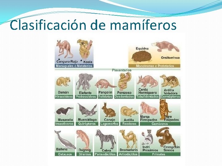 Clasificación de mamíferos 