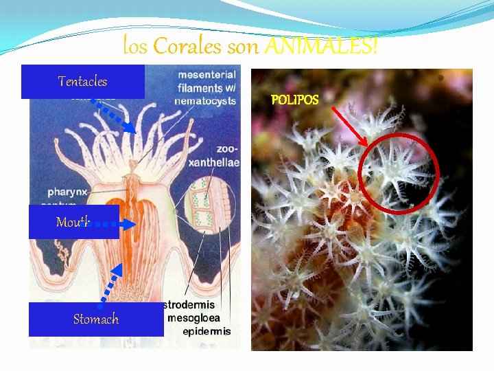 los Corales son ANIMALES! Tentacles POLIPOS Mouth Stomach 