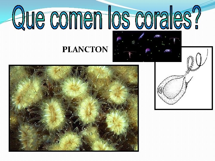 PLANCTON 