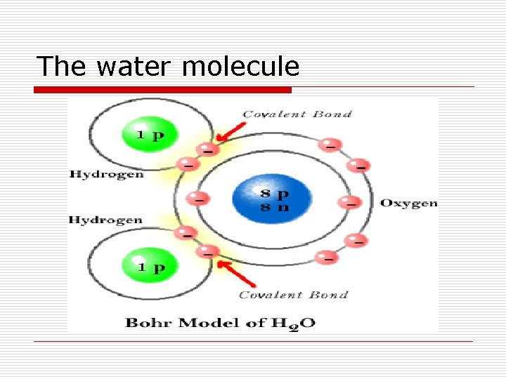 The water molecule 